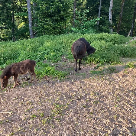 Appartement Mahdgut *