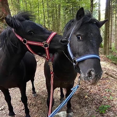 Mahdgut Appartement *