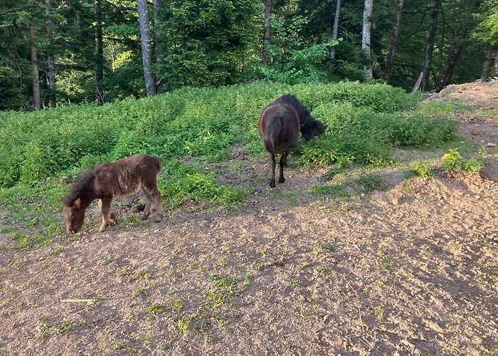 Appartement Mahdgut *